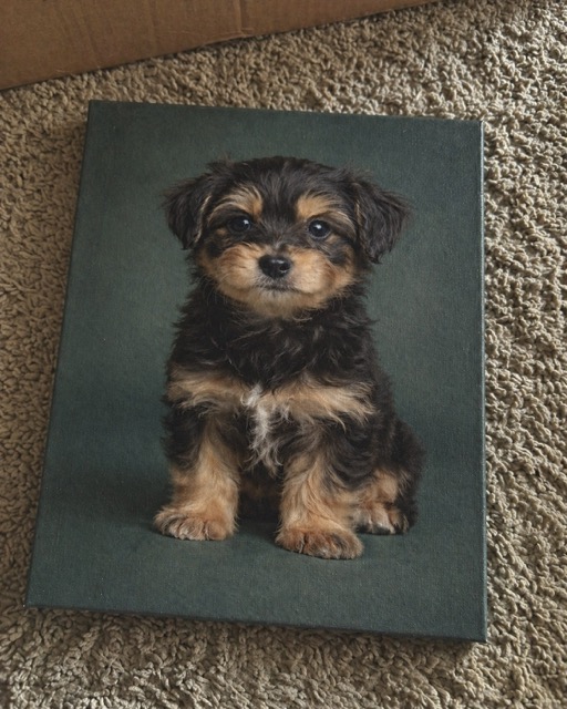 Alex's Canvas Portrait